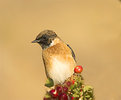 Picture Title - Beautiful stonechat