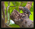 Picture Title - Red Crowned Woodpecker