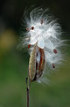 Picture Title - ... bad hair day ...