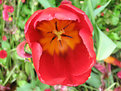 Picture Title - Tulip