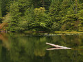 Picture Title - Reflections on Browning Lake 2