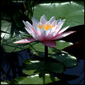 Picture Title - Flor de lago