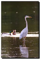 Picture Title - Great Blue Heron ][