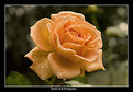 Picture Title - Another autumn rose