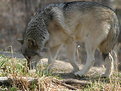 Picture Title - Wolf