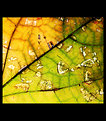 Picture Title - Leaf Abstract