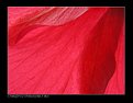 Picture Title - Red Petal