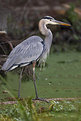 Picture Title - Joe's Heron