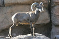 Picture Title - Big Horn Sheep