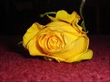 Picture Title - Friendship rose