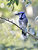 Backyard Blue Jay