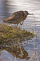 Picture Title - Common Snipe