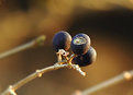 Picture Title - Autumn Berries