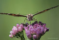 Picture Title - Wing Span