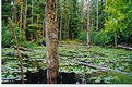 Picture Title - Alaskan Rain Forest