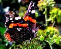 Picture Title - Papilio 10088pcX