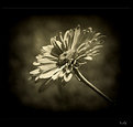 Picture Title - ...holga flower #2...