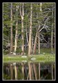 Picture Title - Pine Reflections