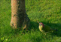 Picture Title - Green Woodpecker