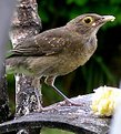 Picture Title - having lunch at home