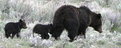 Picture Title - Grizzley Bear and Cubs