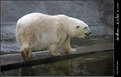 Picture Title - the white bear