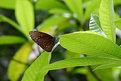 Picture Title - Rain Rain go away! Little Butterfly wants to play 