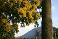 Picture Title - A Window to Nature