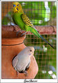Picture Title - .:My Birds 4:. 