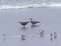 Picture Title - Beach Mates