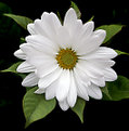 Picture Title - white petals