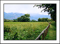 Picture Title - a walk
