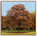 Picture Title - Fall-tree