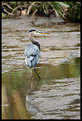 Picture Title - Great Blue Heron ]|[