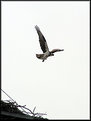 Picture Title - Circling the Nest