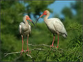 Picture Title - White Ibis