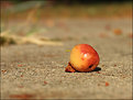 Picture Title - Fallen Cherry