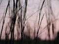 Picture Title - grass at dusk