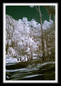 Picture Title - Aspen in IR