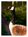 Picture Title - Goose