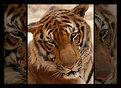 Picture Title - The Tiger