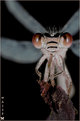 Picture Title - - [ terror damselfly ] - 