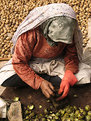 Picture Title - Walnut Grower’s Wife