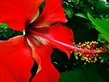 Picture Title - beutiful red