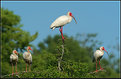 Picture Title - THE IBIS TREE