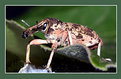 Picture Title - weevil