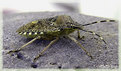 Picture Title - armoured  bug