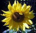 Picture Title - Sunflower