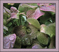 Picture Title - Hydrangea Bath