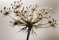 Picture Title - fall meadow blossom